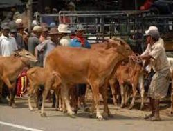 Pemkot Bekasi Keluarkan Surat Edaran Penataan Tempat Pemotongan Hewan Dan Penanganan Daging Kurban.