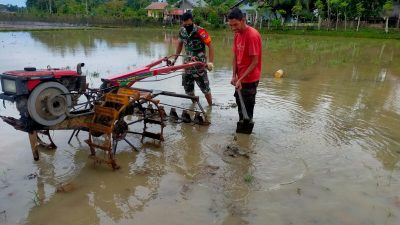Sukseskan Swasembada Pangan Nasional, Babinsa Dampingi Petani Membajak Sawah