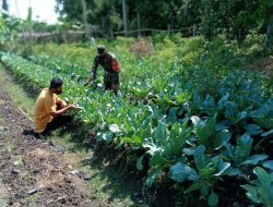 Babinsa Terus Dampingi Dan Beri Motivasi Petani Di Wilayah Binaan