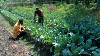 Babinsa Terus Dampingi Dan Beri Motivasi Petani Di Wilayah Binaan