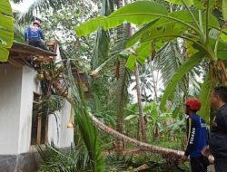 Angin Kencang Sebabkan Rumah Milik Warga Di Pangandaran Yang Baru Direnovasi Tertimpa Pohon Kelapa