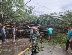 Anggota Koramil Dan Warga Bersihkan Lokasi Pohon Bambu Tumbang Akibat Hujan Deras Disertai Angin Kencang