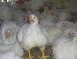 Pedagang Ayam Potong Pajak Kampung Lalang Mengeluh
