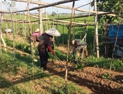 Babinsa Dampingi Petani Dalam Merawat Tanaman Kangkung