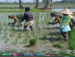 Sukseskan Swasembada Pangan, Anggota Koramil Keumala Bantu Petani Tanam Padi