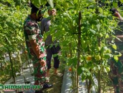 Upaya Sukseskan Swasembada Pangan, Babinsa Dampingi Petani Tomat