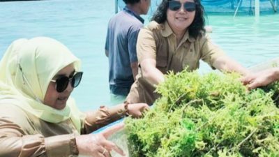 Pokdakan Pulau Tidung Panen 896 Kilogram Rumput Laut